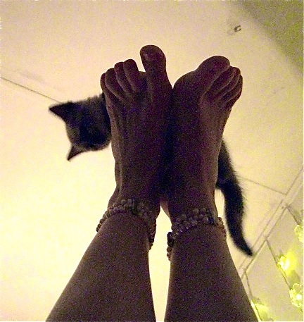 Cat yoga in the tropics